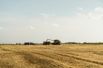 Combine harvester agriculture machine harvesting golden ripe wheat field. Harvester combine harvesting wheat and pouring it into tractor trailer during wheat harvest on sunny summer day.