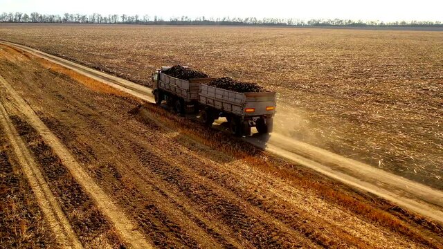The work of agricultural machinery in the field. Harvesting beetroot.