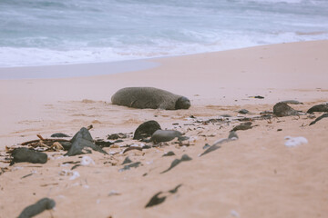 Monk seals on the beach, North Shore, Oahu, Hawaii