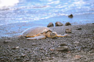 Turtle at Punaluu Beach, Big Island, Hawaii