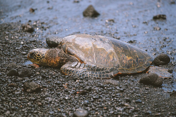Turtle at Punaluu Beach, Big Island, Hawaii