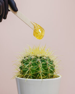 The hand of a shugaring master in a black glove holds a wooden spatula with sugar paste over a cactus. The concept of removing unwanted hair, shugaring, epilation, depilation. Selective focus.
