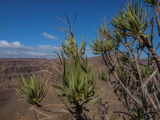 Plants with dry, arid landscape at Gran Canaria, Canary Islands, Spain (no people)
