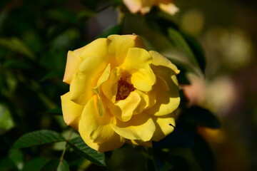 黄色系のバラ