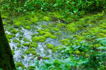 Fototapeta premium 姫川源流湧き水