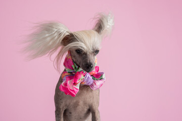 Close-up of Chinese Crested Dog with scarf in front of pink background. Cute lady dog. Copy space