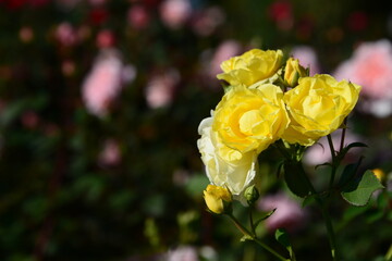 黄色系のバラ