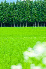 Obraz premium 白馬村の田園風景