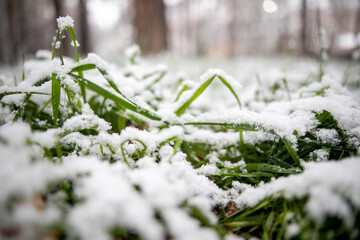 Snow covered green grass. Green grass under the snow. White snow and green grass background. Grass on a meadow covered with snow.