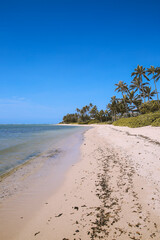 Palm tree at Waialae Beach Park, Kahala, Oahu, Hawaii