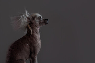 Portrait of Graceful Chinese Crested Dog in front of grey background. Beauty little dog looks at right. Copy space
