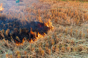 Stubble Burning or Crop Burning in the countryside. Burning dry grass after harvest. Soil...