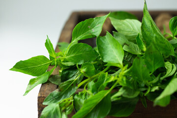 Daun Kemangi or Indonesian Basil Leaves, fresh on wooden rustic tray, close up view, copy space.