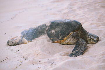 Turtles at Laniakea Beach, North Shore, Oahu, Hawaii
