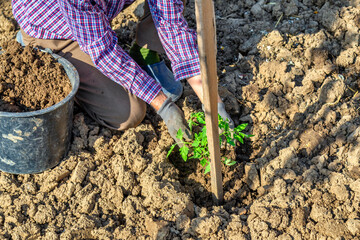 Senior hand transplanting a tomato seedling in ground