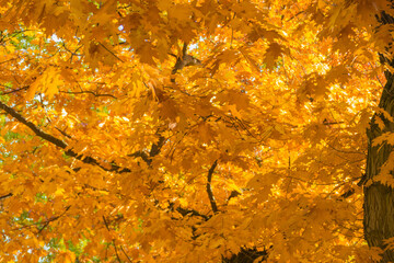 Herbst Eichenblätter an Baum