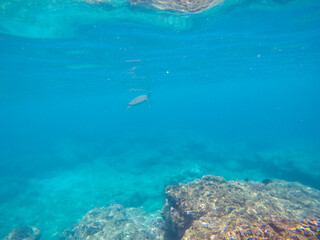 Obraz premium Snorkeling at Shark s Cove, North shore, Oahu, Hawaii 