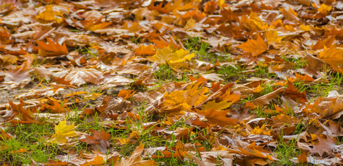 Many dry Autumn Leaves on Grass 