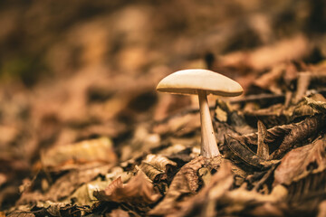 Mushroom caught into the forest