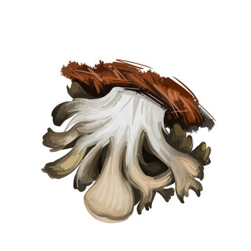 Grifola Frondosa Polypore Mushroom Grows In Clusters At Trees, Hen Of The Woods, Rams And Sheeps Head. Edible Fungus Isolated On White. Digital Art Illustration, Natural Food Autumn Harvest Fall Crop.