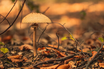 Fototapeta na wymiar Mushroom caught into the forest