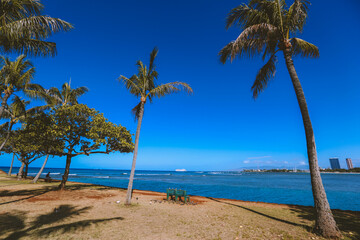Obraz na płótnie Canvas Palm tree at Ala Moana Beach park, Honolulu, Oahu, Hawaii