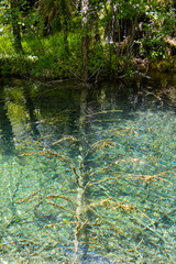 Underwater tree in lake in Plitvice Lakes National Park, Croatia