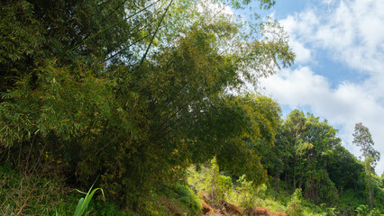 Lush Vegetation in the tropical forest