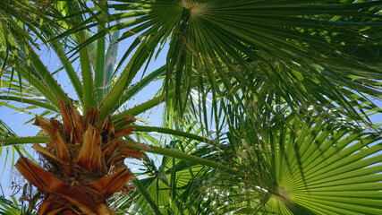 Obraz na płótnie Canvas coconut tree