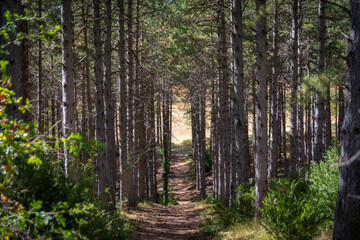 path between the forest trees