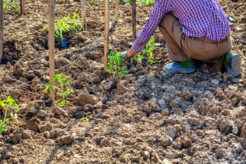 Planting a tomatoes seedling in the vegetable garden