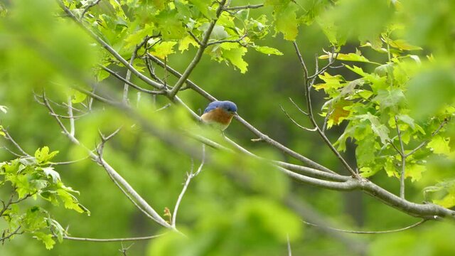 Portrait of a small colorful bird on a tree branch. Eastern Mountain Bluebird sitting on a tree branch.