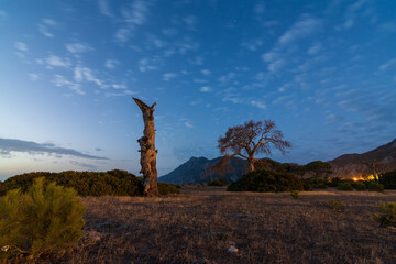 Tree in a dry subtropical forest at sunset. The rays break through the dry crown. Landscapes of the Lycian Trail.