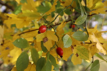 Autumn leaves and rose hips