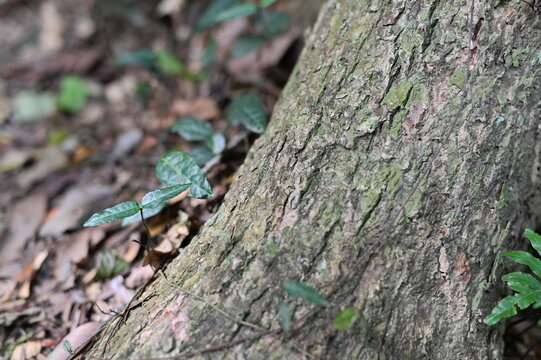 Close-up of a new branch bud grows from under the trunk.