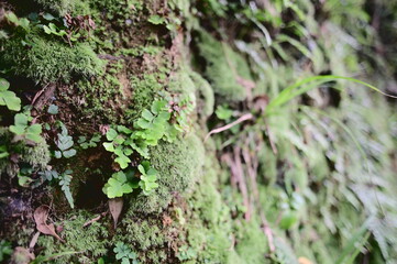 The dirt wall by the path was covered with moss and ferns.