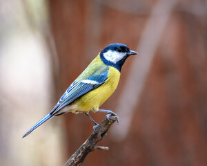 Big tit sitting on a branch close-up, in a natural environment