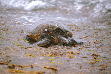 Turtles at Laniakea Beach, North Shore, Oahu, Hawaii