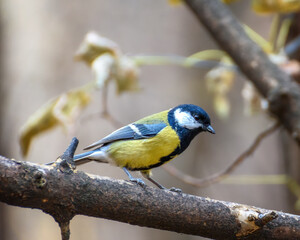 Obraz premium Big tit sitting on a branch close-up, in a natural environment
