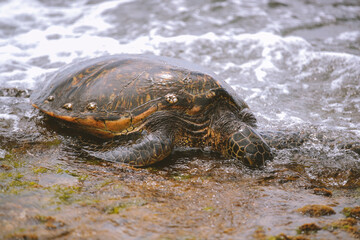 Turtles at Laniakea Beach, North Shore, Oahu, Hawaii