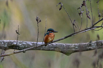 Eisvogel