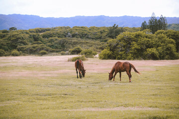 Obraz premium Horses in the ranch, North Shore, Oahu, Hawaii 