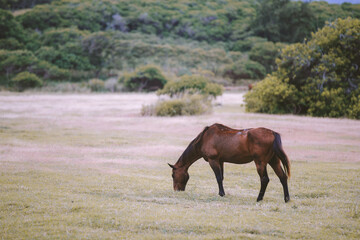 Obraz premium Horses in the ranch, North Shore, Oahu, Hawaii 
