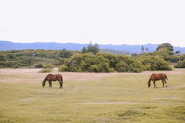 Horses in the ranch, North Shore, Oahu, Hawaii	