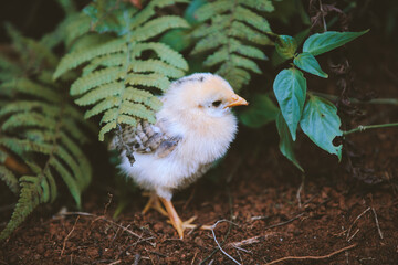 Chicken in the forest, Nuuanu Pali State Wayside, Oahu, Hawaii
