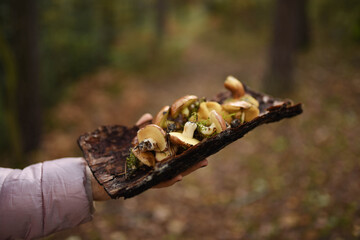 mushroom in forest