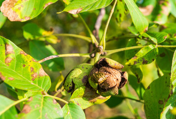 Ripe walnut in autumn on tree branch before harvesting