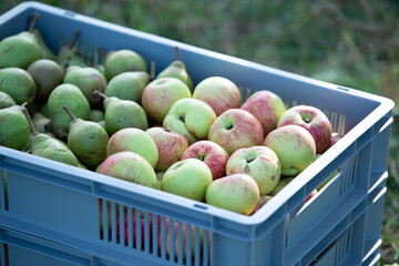 einige reife Äpfel liegen in einer Kiste zur Weiterverarbeitung bereit