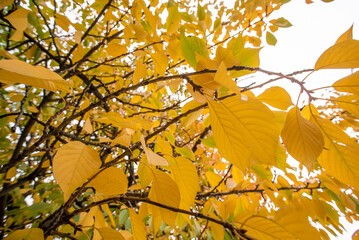 yellow leaves on tree branches. Autumn season.