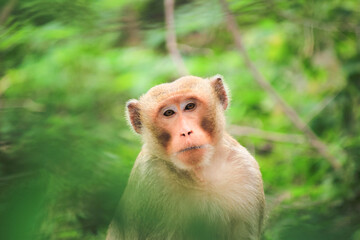 A naughty little monkey on a branch